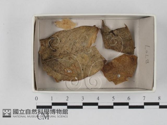 登錄號:F0021078藏品圖，第1張