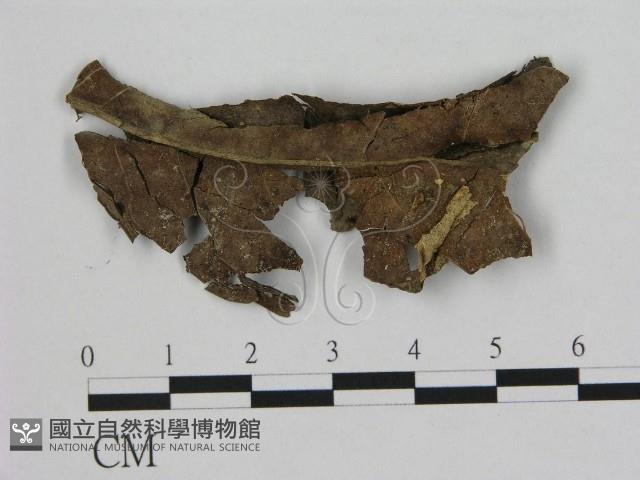 小皮傘屬藏品圖，第1張
