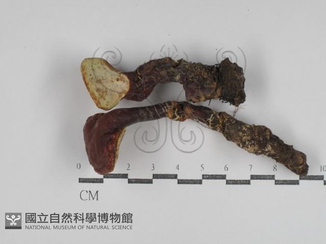 登錄號:F0031078藏品圖，第1張