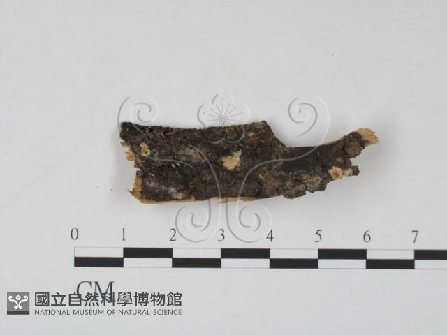 登錄號:F0004078藏品圖，第1張