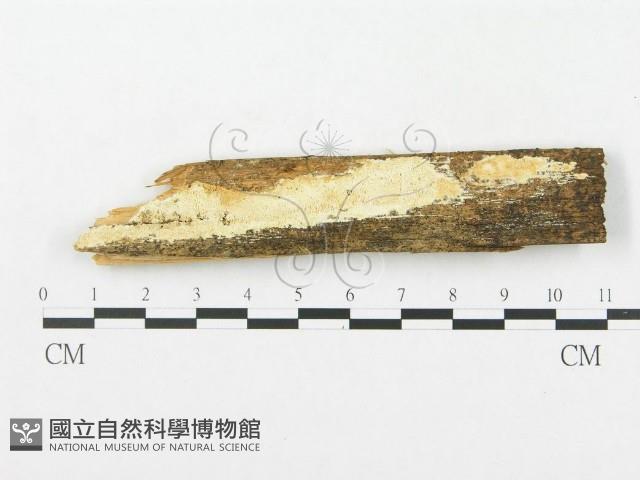 登錄號:F0014078藏品圖，第1張