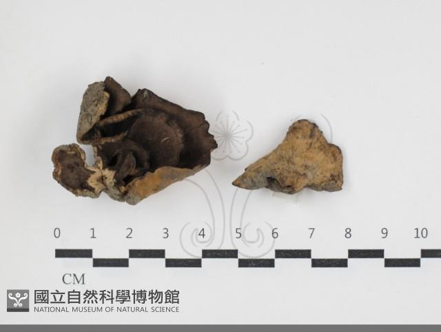 登錄號:F0034078藏品圖，第1張