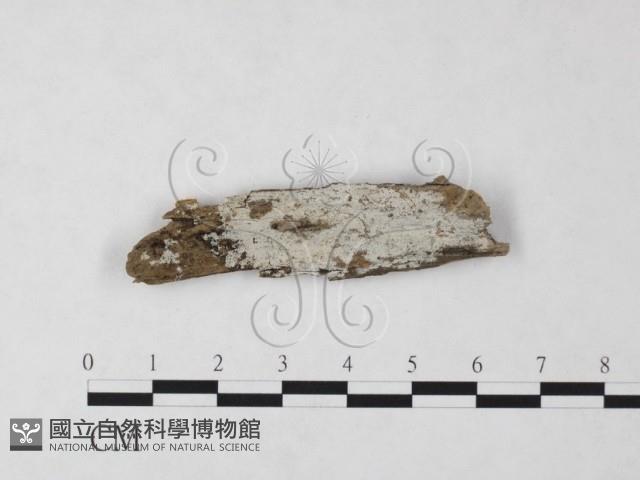 絲齒菌屬藏品圖，第1張