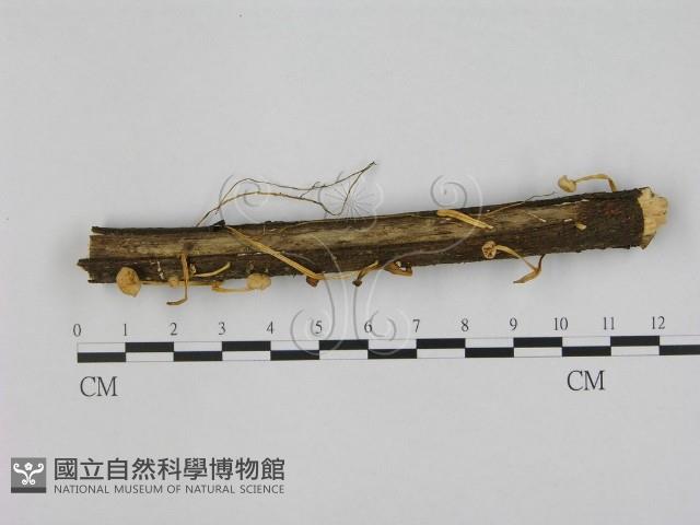 小皮傘屬藏品圖，第1張