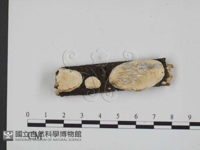 登錄號:F0012078藏品圖，第1張