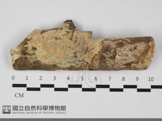 登錄號:F0032078藏品圖，第1張