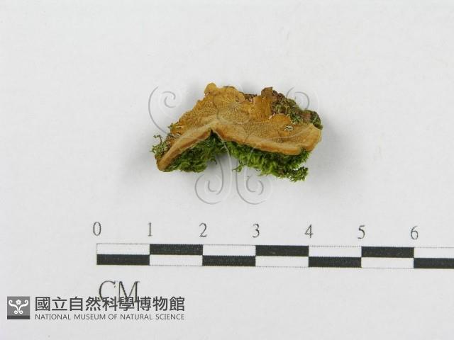 木層孔菌屬藏品圖，第1張