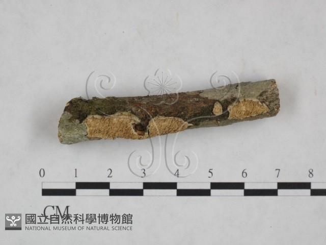 登錄號:F0025078藏品圖，第1張