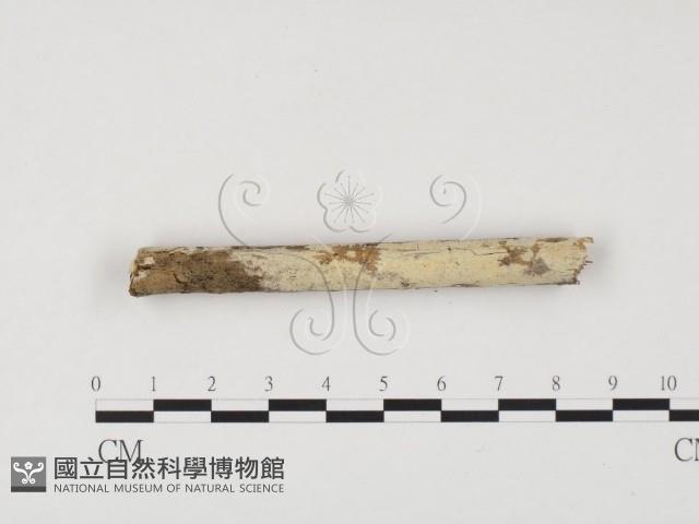 冇骨消絲齒菌藏品圖，第1張