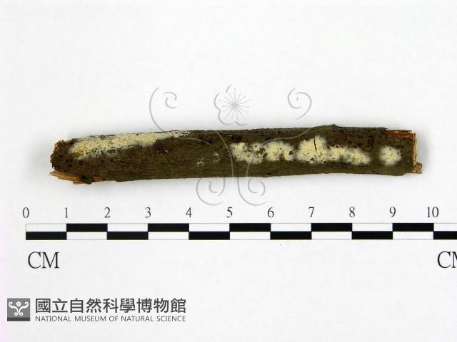 登錄號:F0015078藏品圖，第1張