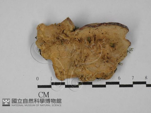 登錄號:F0029078藏品圖，第1張