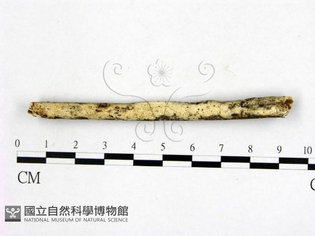 顯絲菌屬藏品圖，第1張