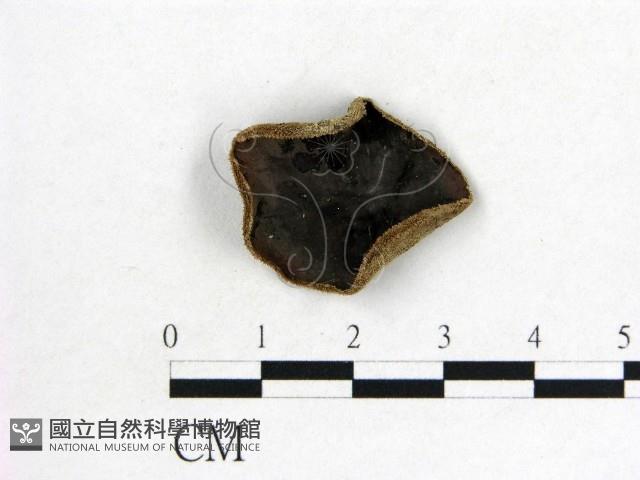 毛木耳藏品圖，第1張