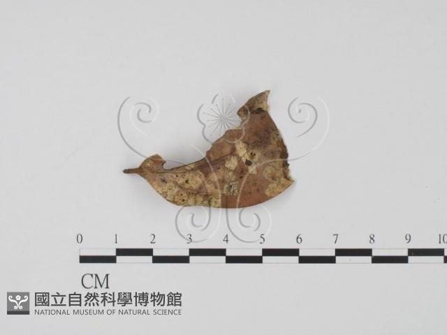 登錄號:F0003078藏品圖，第1張