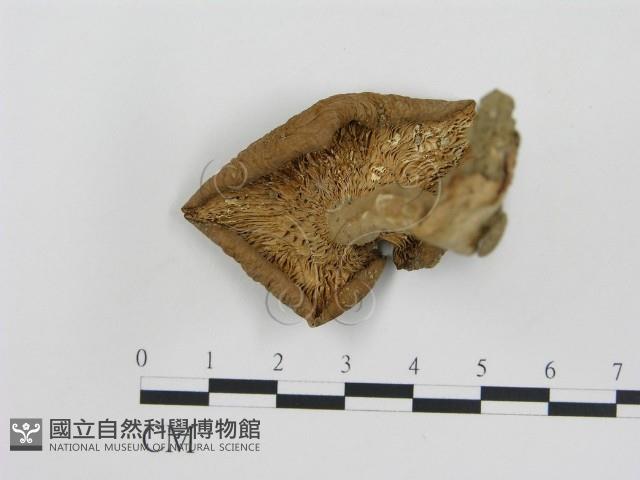 登錄號:F0013078藏品圖，第1張