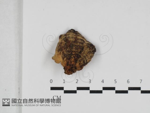 硬孔菌屬藏品圖，第1張
