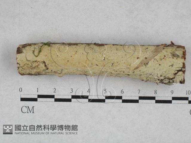 絲皮菌屬藏品圖，第1張