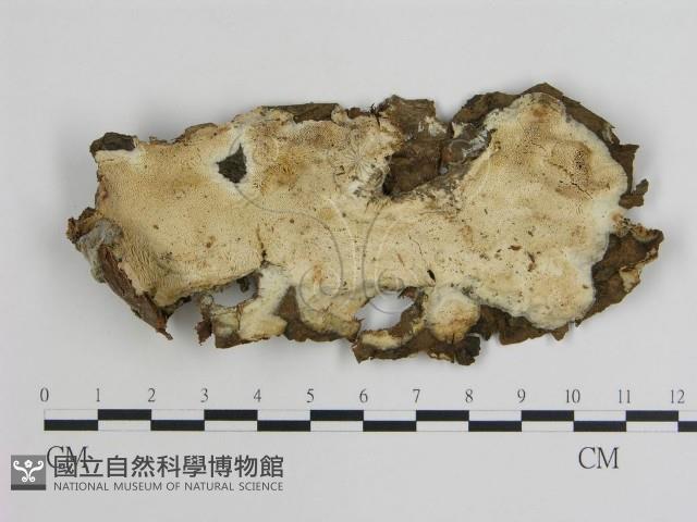 登錄號:F0020378藏品圖，第1張