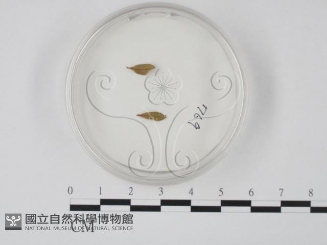 登錄號:F0010378藏品圖，第1張