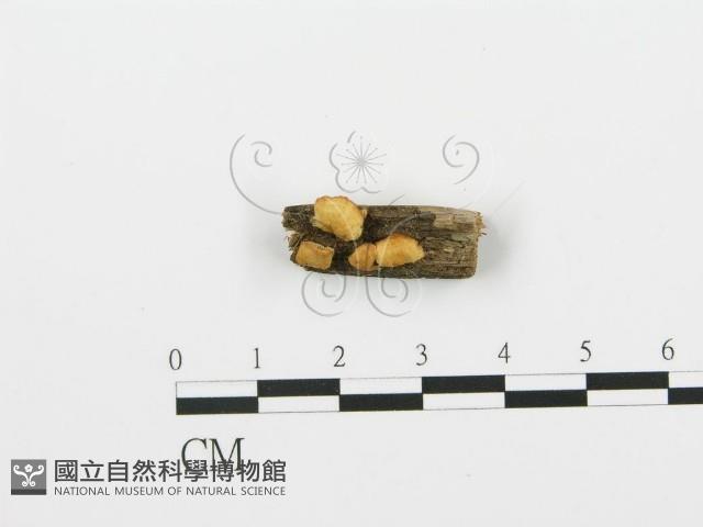 登錄號:F0006378藏品圖，第1張