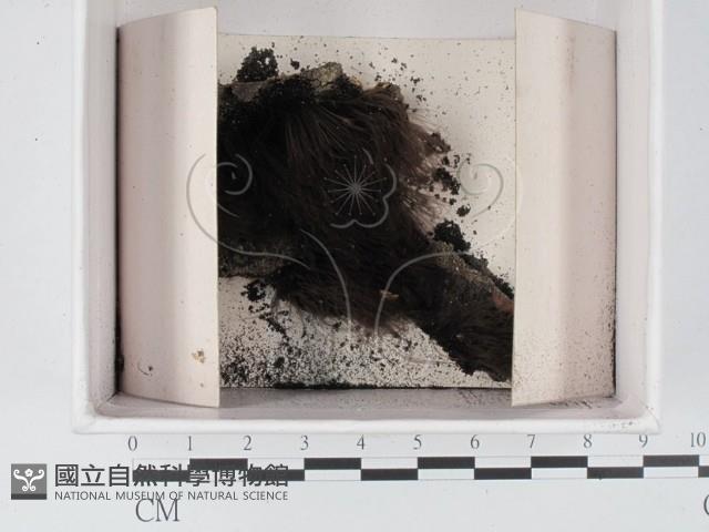 登錄號:F0021378藏品圖，第1張