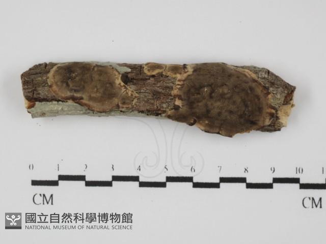 煙管菌藏品圖，第1張