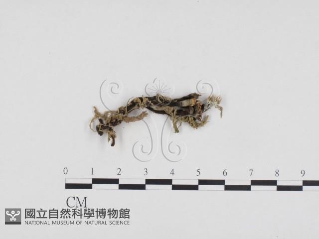炭角菌屬藏品圖，第1張
