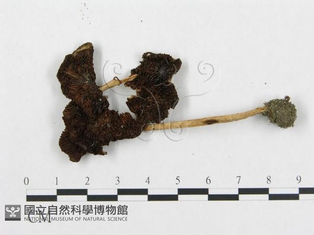 登錄號:F0014378藏品圖，第1張