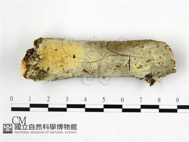 剛毛絲皮菌藏品圖，第1張