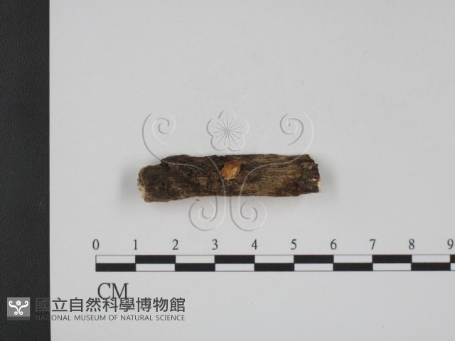 登錄號:F0002378藏品圖，第1張
