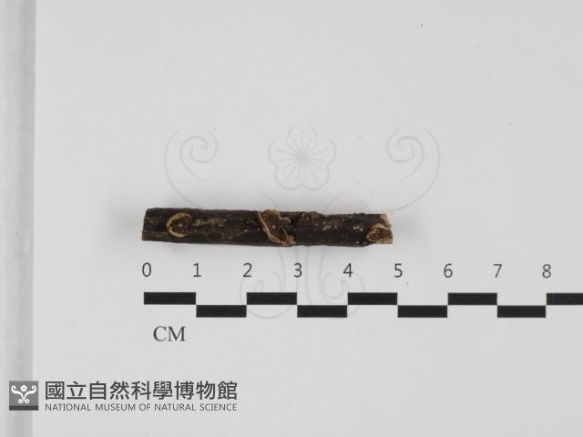 登錄號:F0032378藏品圖，第1張