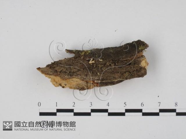 登錄號:F0007378藏品圖，第1張