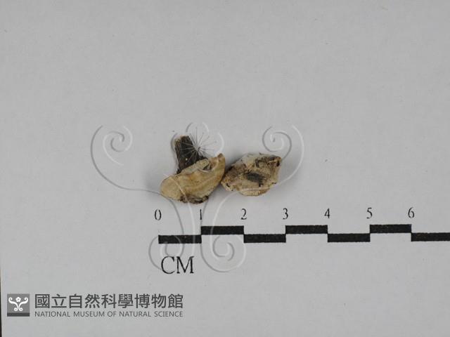 多年臥孔菌屬藏品圖，第1張