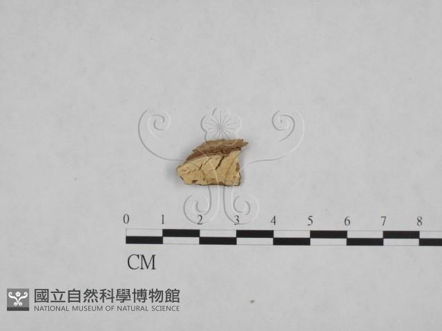 登錄號:F0009378藏品圖，第1張