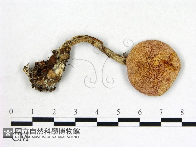 登錄號:F0003378藏品圖，第1張