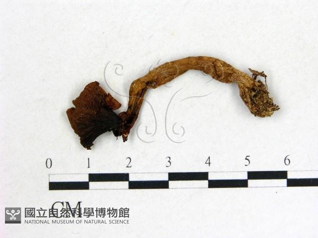 登錄號:F0013378藏品圖，第1張