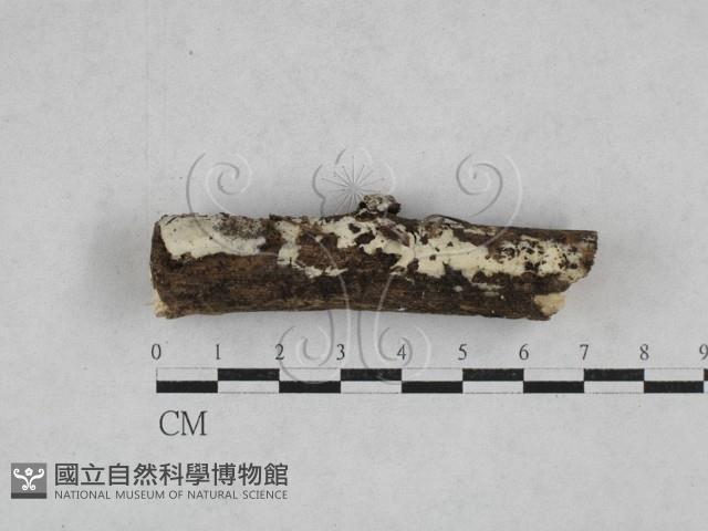 顯絲菌屬藏品圖，第1張