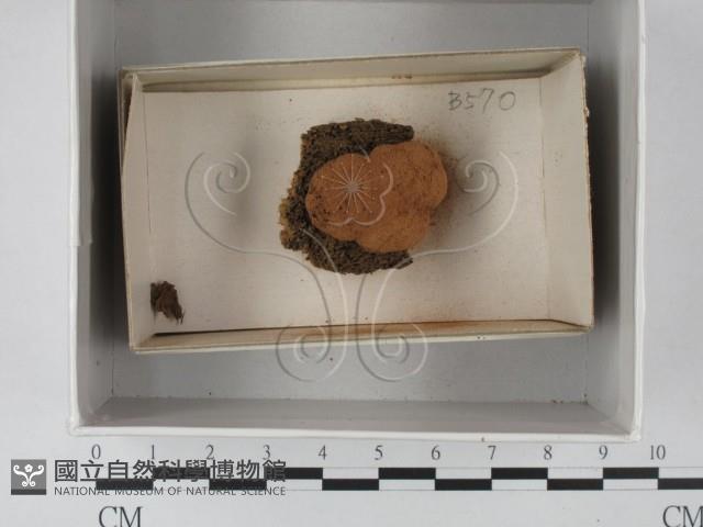 登錄號:F0018260藏品圖，第1張