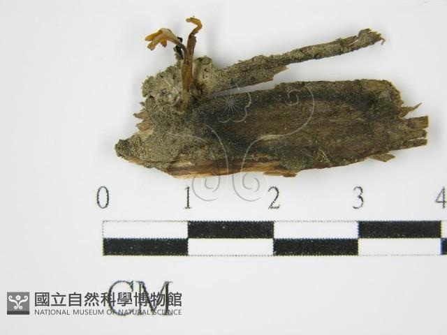 登錄號:F0010260藏品圖，第1張