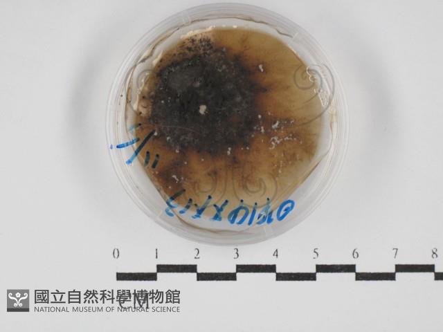 登錄號:F0030260藏品圖，第1張