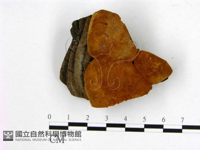 登錄號:F0006260藏品圖，第1張
