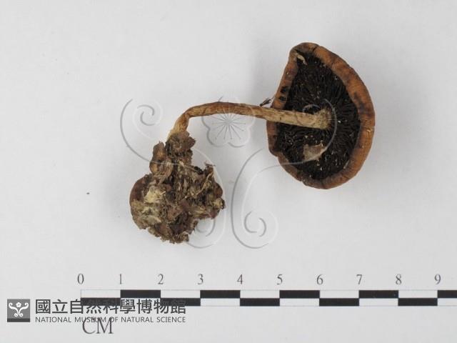 登錄號:F0016260藏品圖，第1張