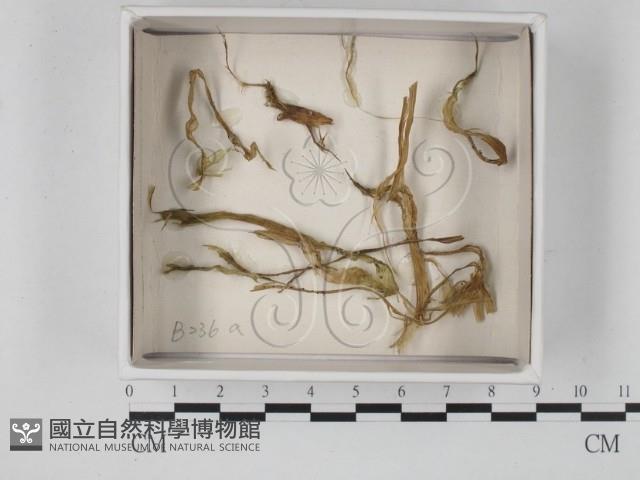 登錄號:F0021260藏品圖，第1張