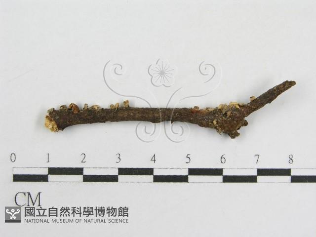 登錄號:F0011260藏品圖，第1張