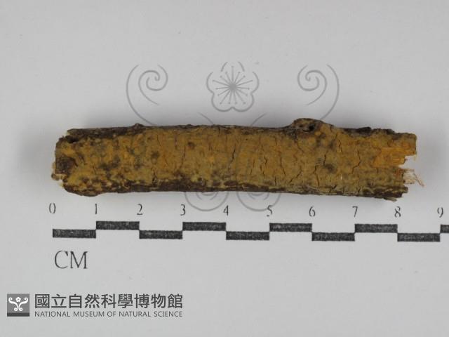 登錄號:F0031260藏品圖，第1張