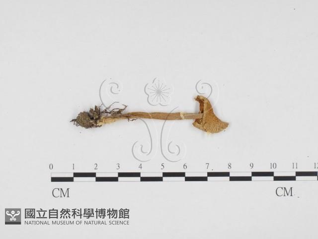 登錄號:F0024260藏品圖，第1張