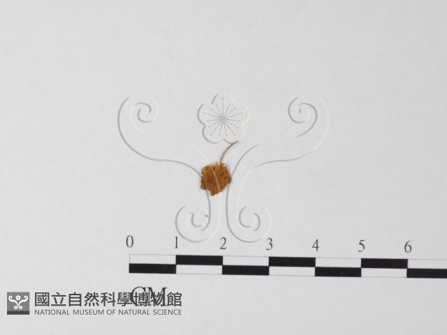 登錄號:F0014260藏品圖，第1張
