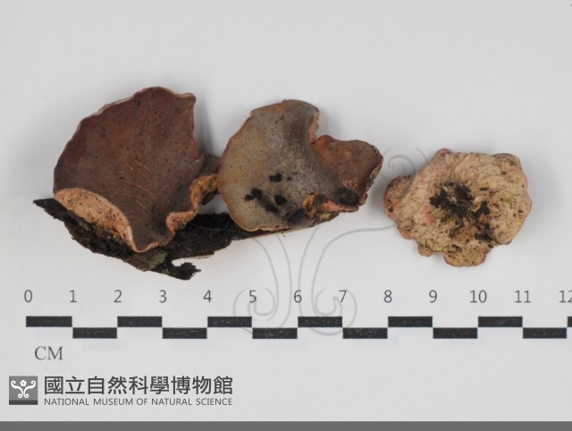 登錄號:F0034260藏品圖，第1張