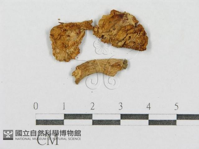 紅菇屬藏品圖，第1張