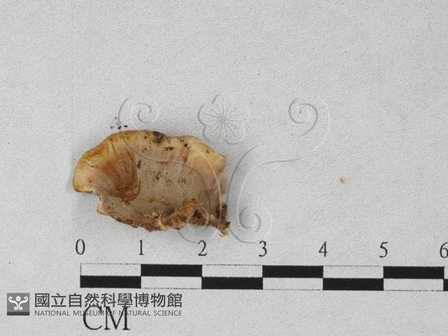 登錄號:F0027260藏品圖，第1張